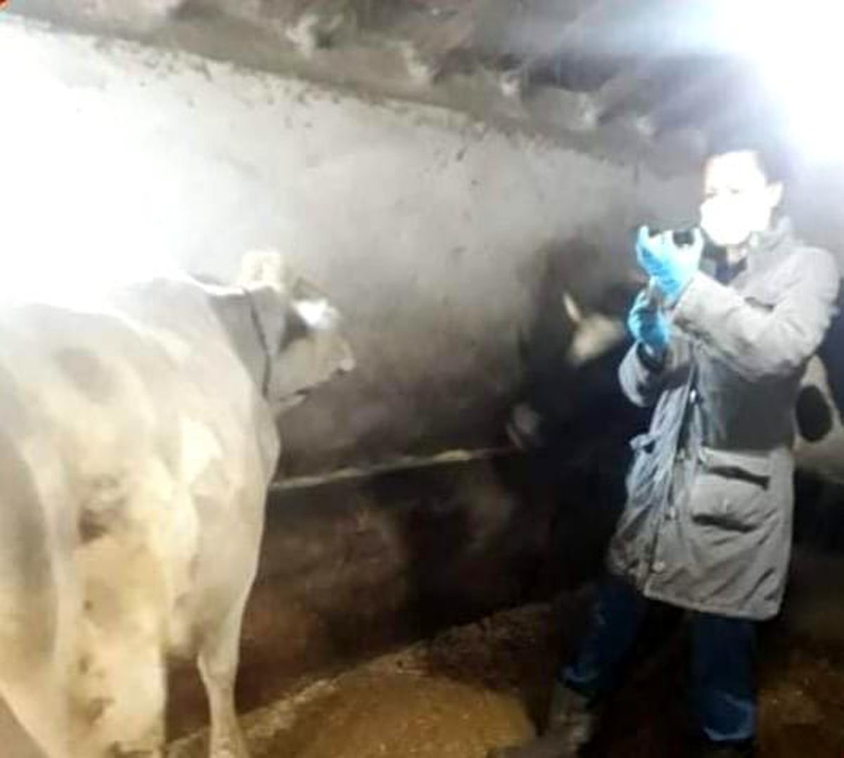 Aslanapa\'da "Şap" aşısı ve buzağı küpeleme çalışmaları