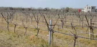 Don olayı ekili tarım alanlarını vurdu