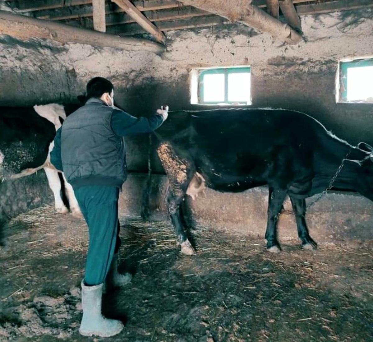 Günyüzü\'nde şap aşı çalışmalarına başlandı