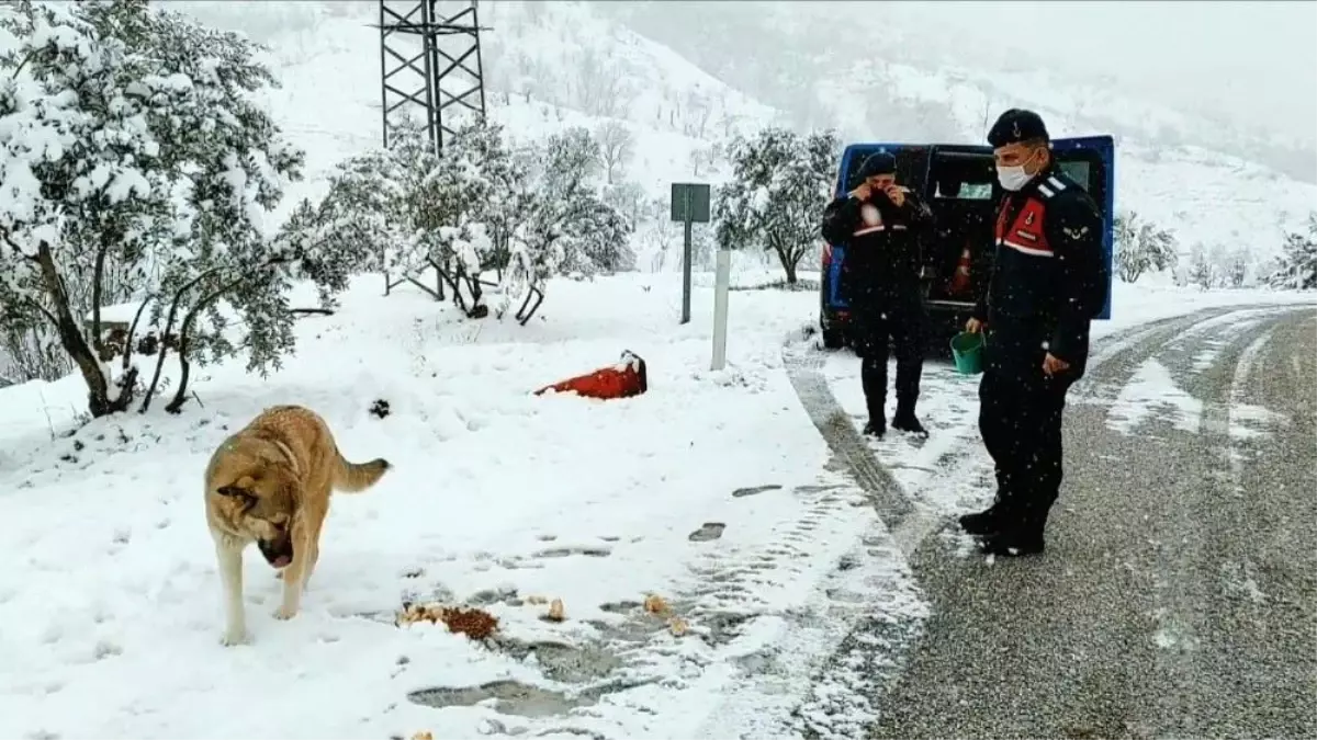 Kar nedeniyle yol kapanınca hayvanların imdadına jandarma yetişti