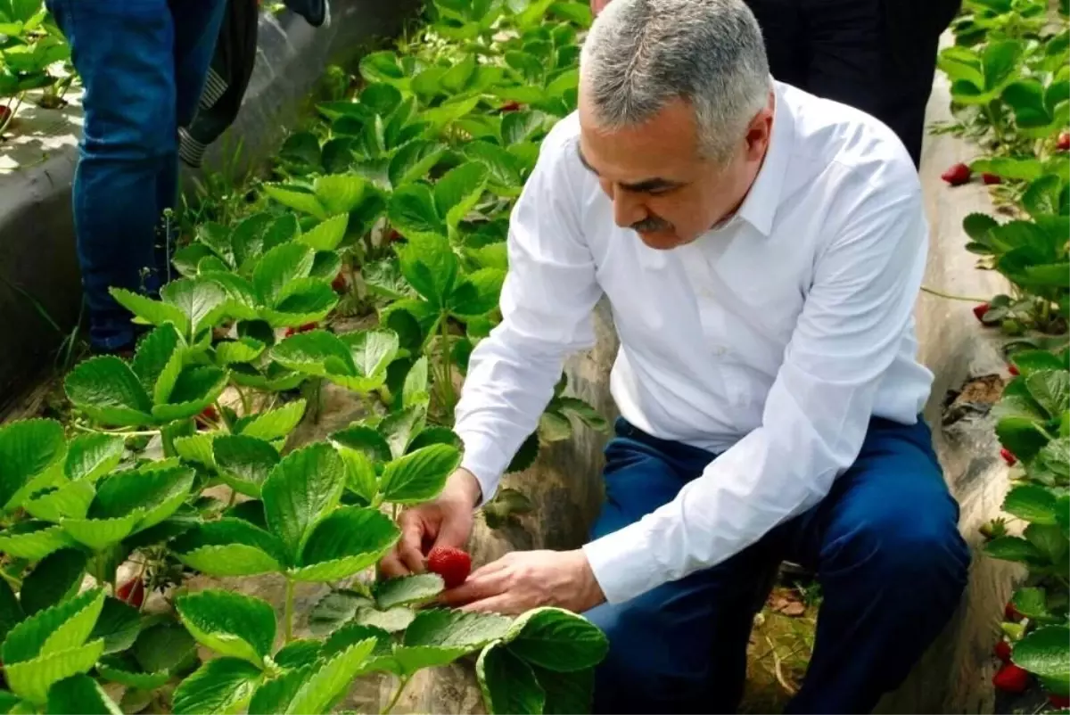 Milletvekili Savaş çilek üreticisine bereketli hasat sezonu diledi