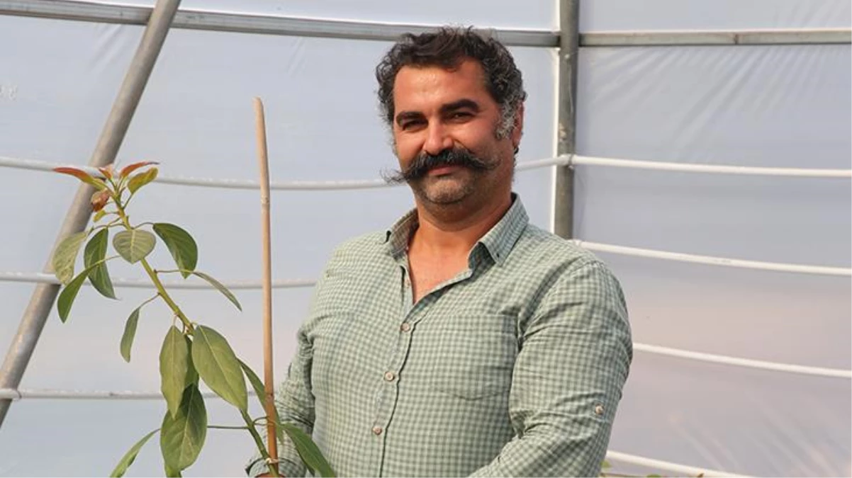 Otomasyon şirketini kapatıp bahçe kuran girişimci avokado fidanı yetiştiriyor