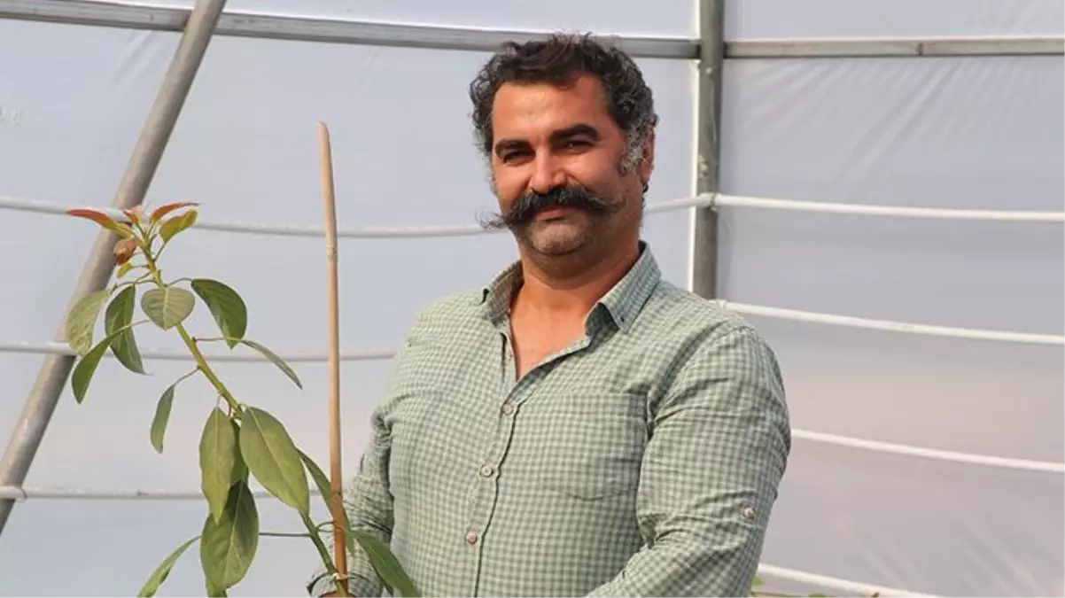 Otomasyon şirketini kapatıp bahçe kuran girişimci avokado fidanı yetiştiriyor