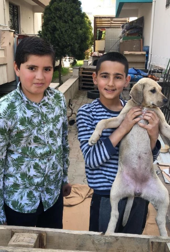 MUĞLA Saldırıya uğrayan yavru köpeği 6 küçük çocuk sahiplendi