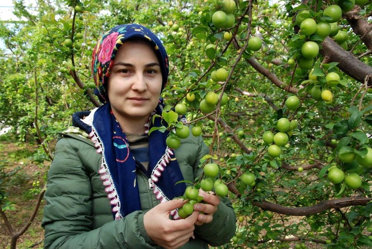 Silifke can eriği Rusya, Almanya ve Hollanda\'ya ihraç ediliyor