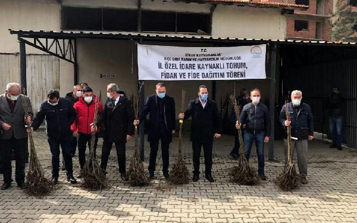 Simav\'da kestane bahçeleri kuruluyor