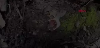 Son dakika gündem: Kuşadası'nda 'ölümsüzlük' mantarı bulundu