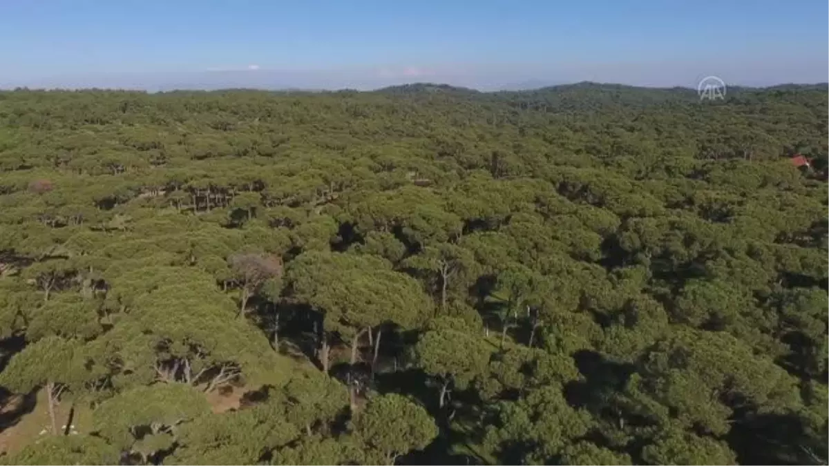 Devletten aldığı destekle işlerini büyüten çam fıstığı üreticisi, 30 milyon dolarlık ihracata ulaştı