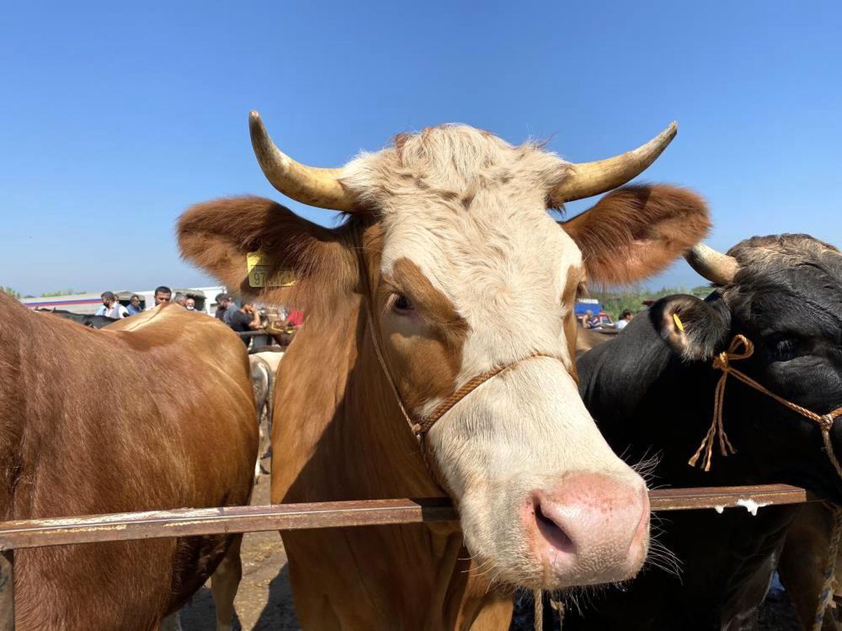 Düzce\'de 2 ayda 2 bin 309 hayvana kulak küpesi takıldı
