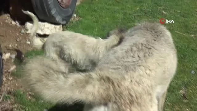 Engelli köpeğe Adıyaman Belediyesi sahip çıktı