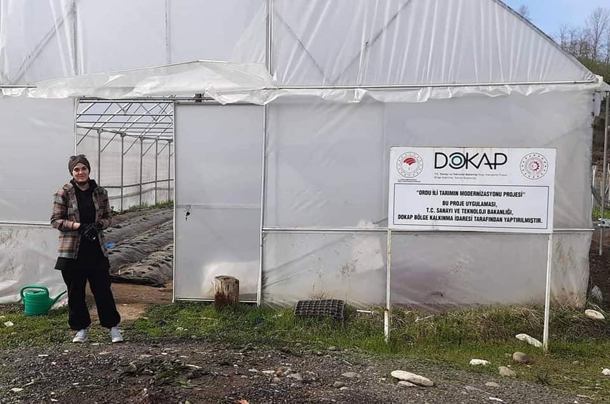 Fatsa\'da örtü altı çilek yetiştiriciliği yaygınlaşıyor