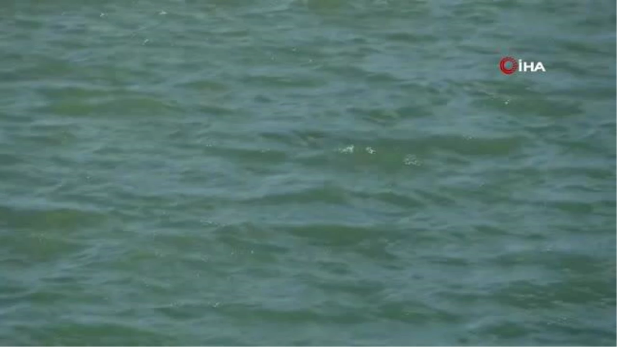"İnsanlar uzak dursun..." Nesli tükenme tehdidi altındaki Akdeniz foku, Boğaçayı\'nda avlanırken görüntülendi