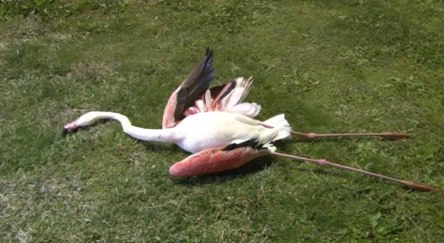 İzmir'de 9 flamingonun şüpheli ölümü! Sebebi zehirlenme değil