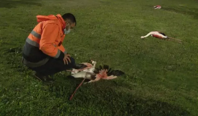İzmir'de 9 flamingonun şüpheli ölümü! Sebebi zehirlenme değil İzmir'de 9 flamingonun şüpheli ölümü! Sebebi zehirlenme değil