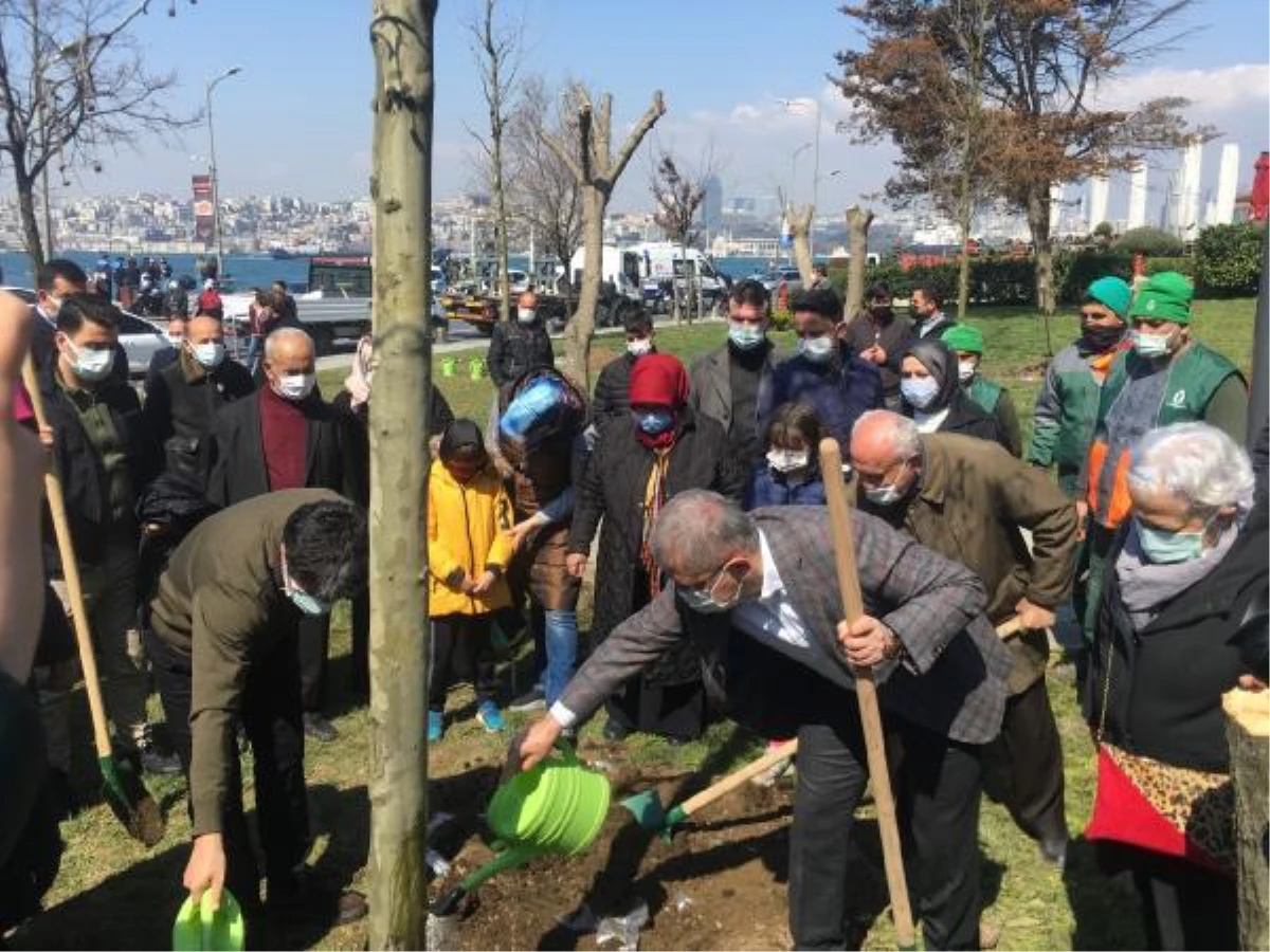 Üsküdar\'da sahilde izinsiz kesilen ağaçların yerine yenileri dikildi