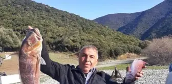 Amatör balıkçı oltasıyla 7 kiloluk sinarit avladı