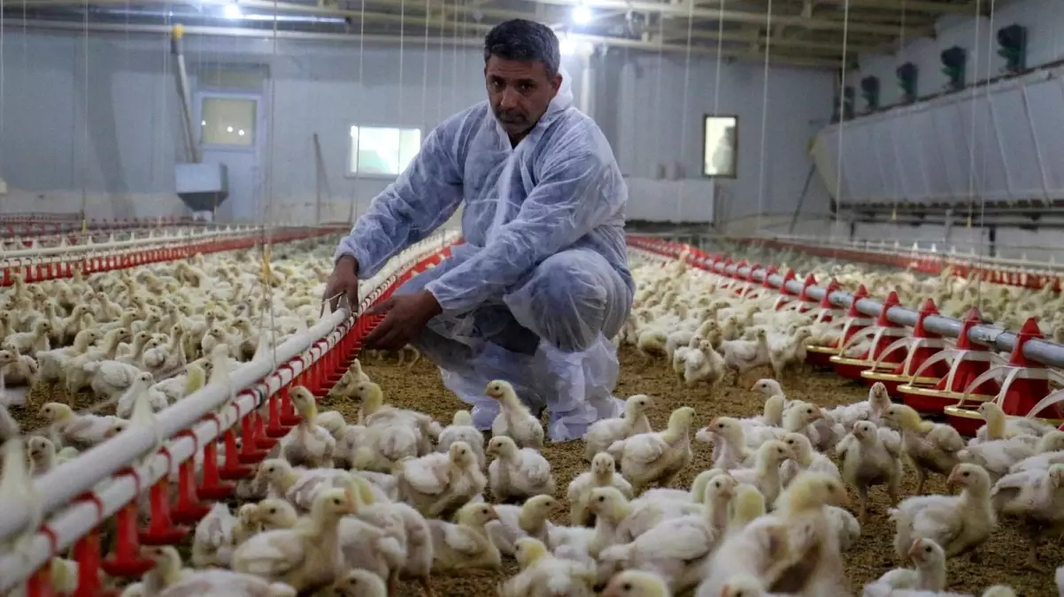 Müteahhitliği bırakıp devlet desteğiyle çiftlik kurdu, yılda 300 bin TL kazanıyor