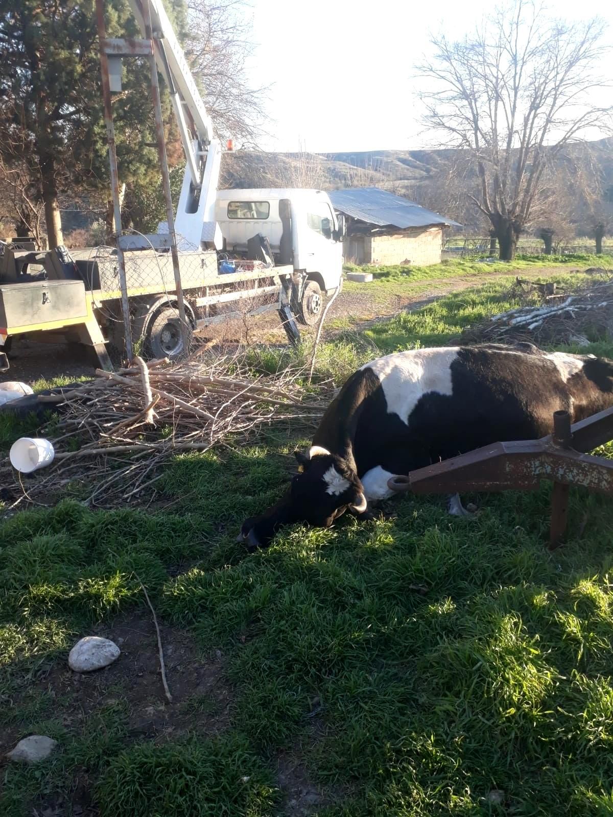 Elektrik akımına kapılan inek telef oldu