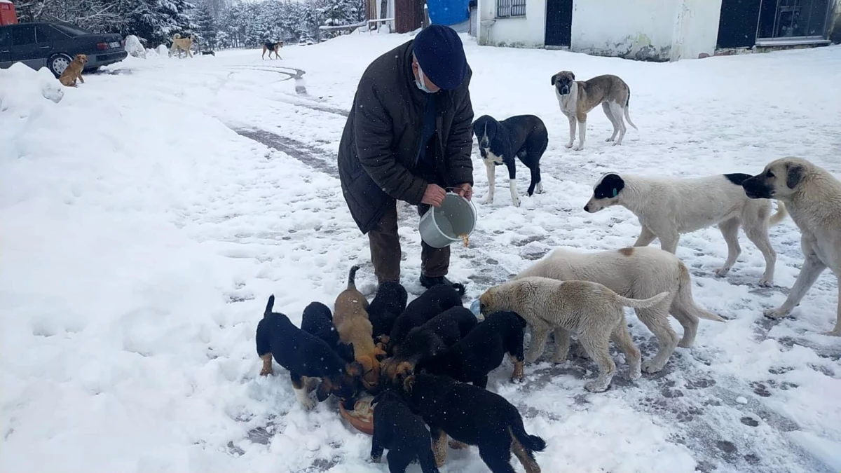 Karla kaplı yaylada sokak hayvanları besleniyor