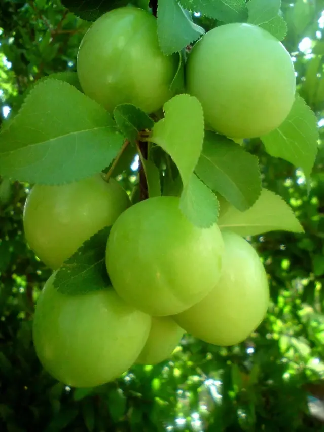 Mut eriği Rusya ve Dubai'ye gönderiliyor Mut eriği Rusya ve Dubai'ye gönderiliyor