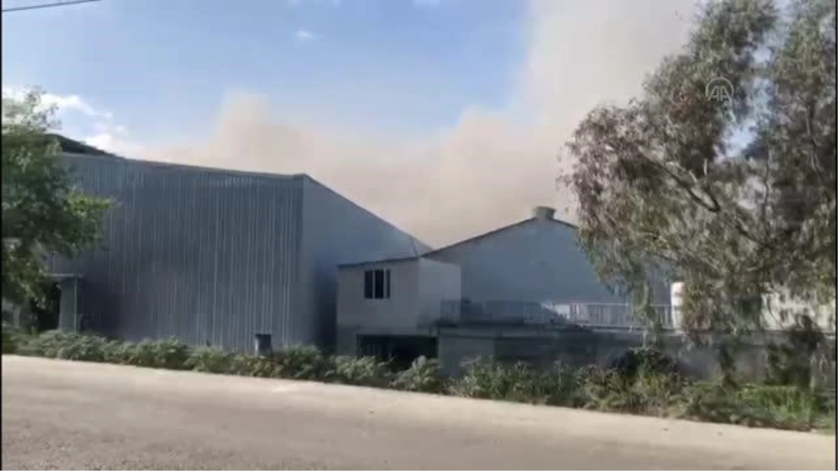 Son dakika haberleri | Mersin\'de muz sarartma tesisinde çıkan yangın kontrol altına alındı
