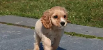 Pandemide evcil hayvan sahiplenme oranı arttı