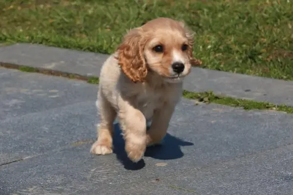 Pandemide Evcil Hayvan Sahiplenme Orani Artti Son Dakika