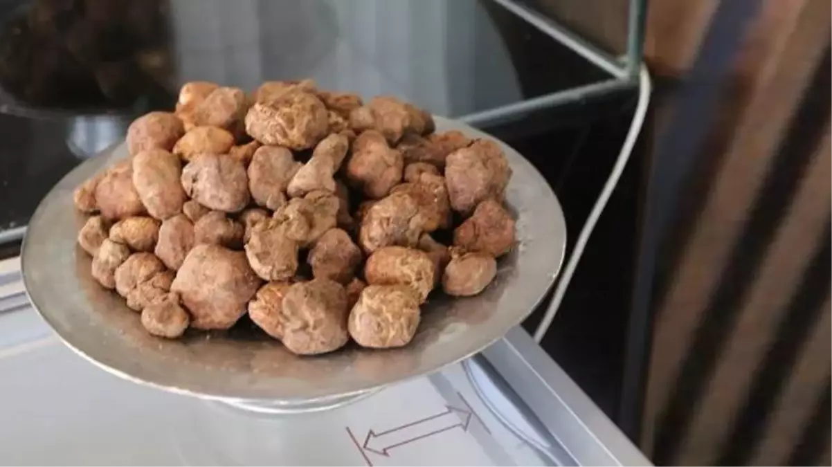 Şanlıurfa\'da yalnızca ilkbaharda yetişen ve kebabı yapılan Keme mantarının kilosu 150 liradan satılıyor