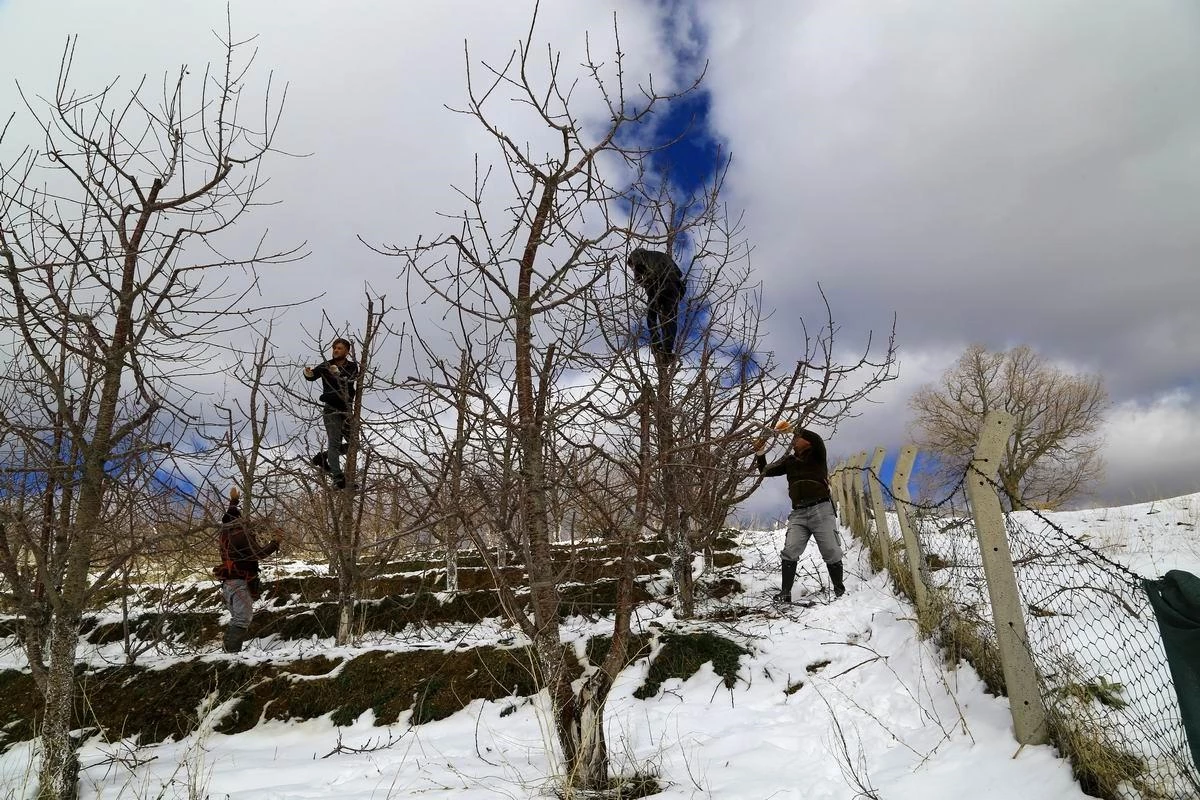 Toroslar\'daki kiraz bahçeleri kar altında yeni sezona hazırlanıyor