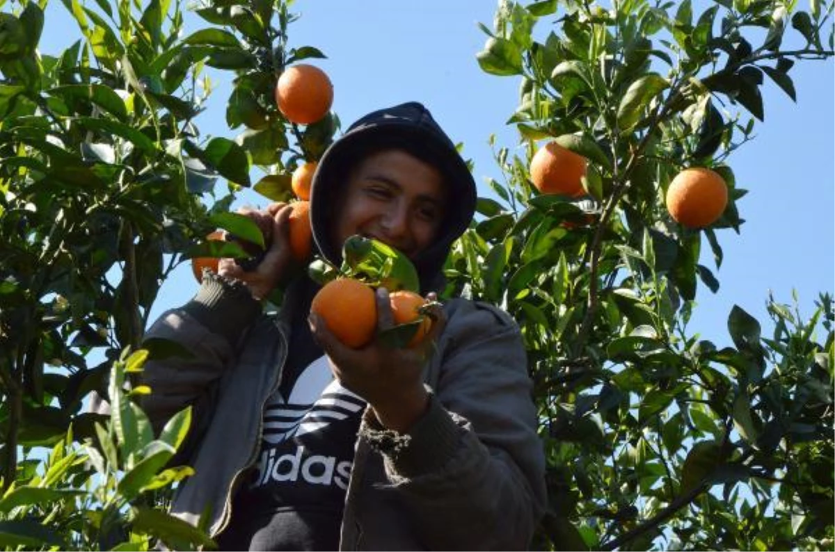 Serik ilçesinde Valensiya portakalının hasadına başlandı