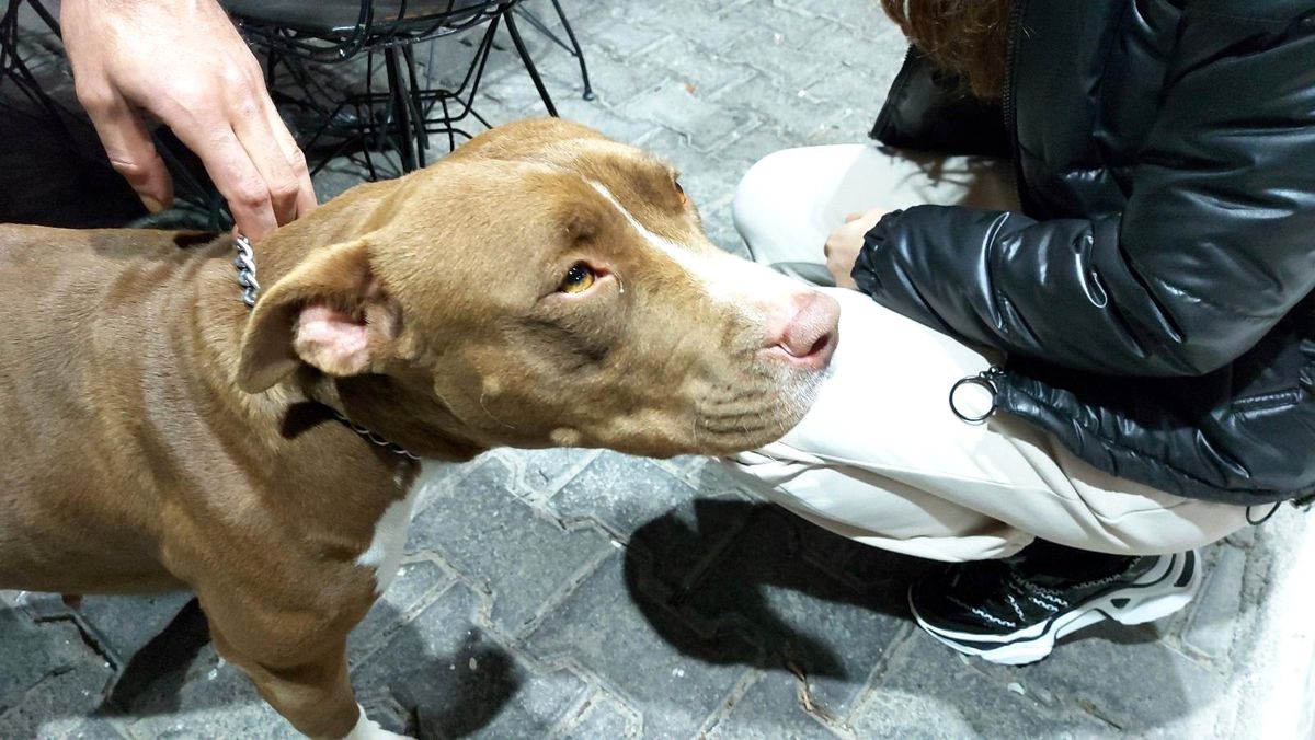 Bodrum\'da pitbull saldırısı güvenlik kameralarına yansıdı