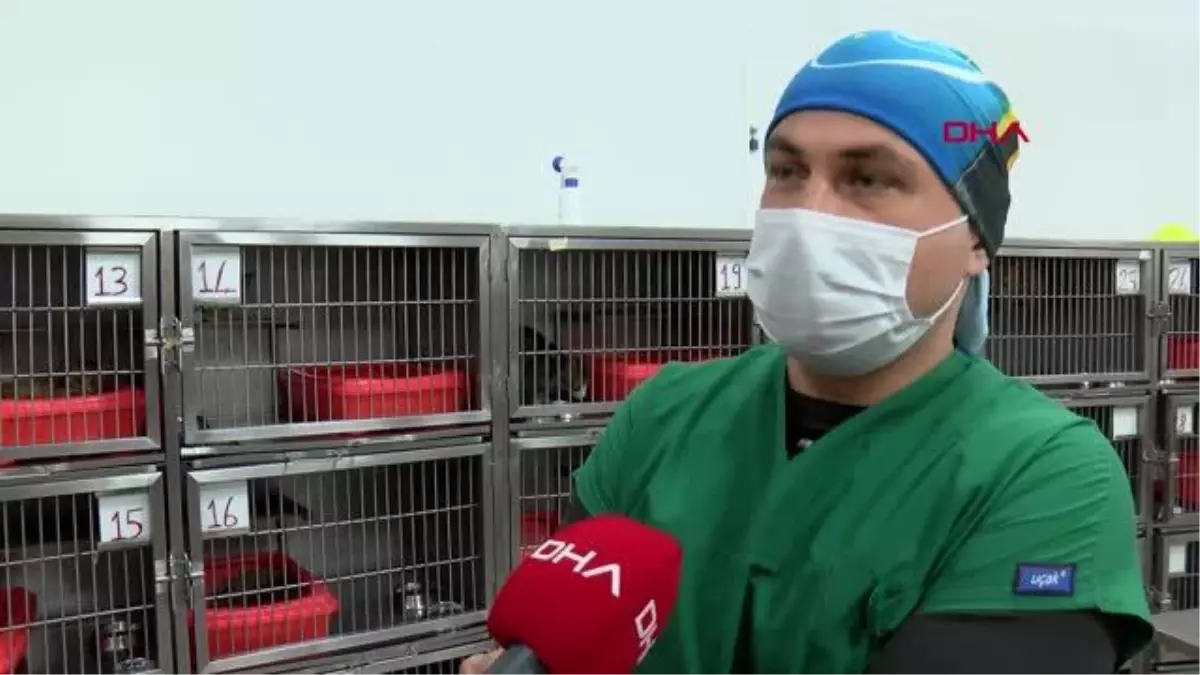 İZMİR Anne kedinin veterinere getirdiği yavrular sahiplenildi