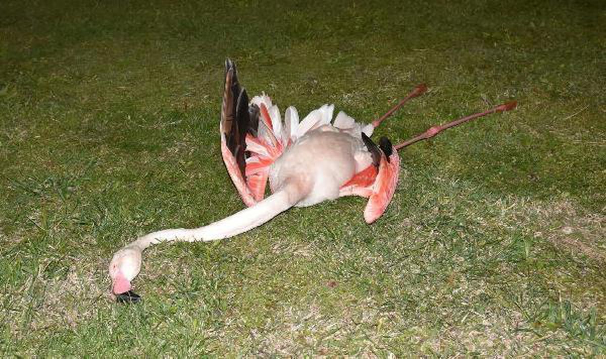 İzmir\'de ölü bulunan flamingolara \'nekropsi\' yapılacak