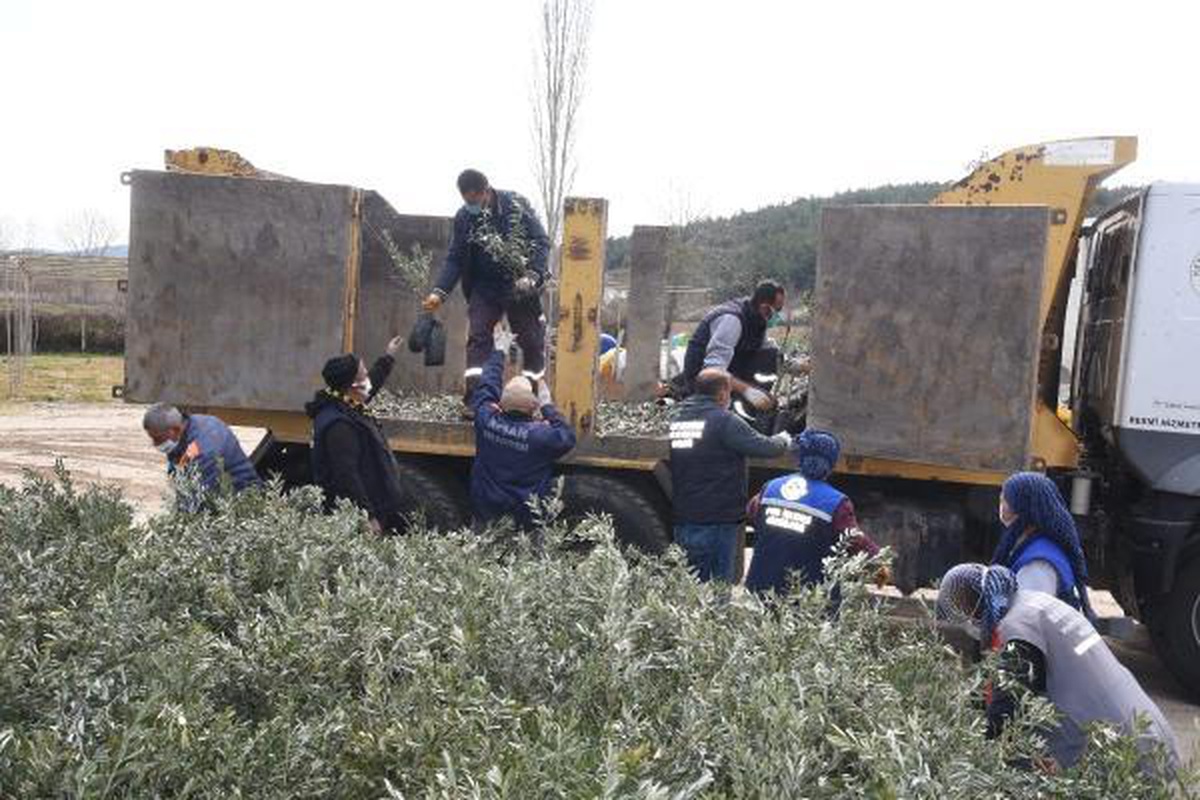 Keşan\'da 1 milyon lavanta fidesi ile 200 bin zeytin ve badem fidanı ücretsiz dağıtılacak