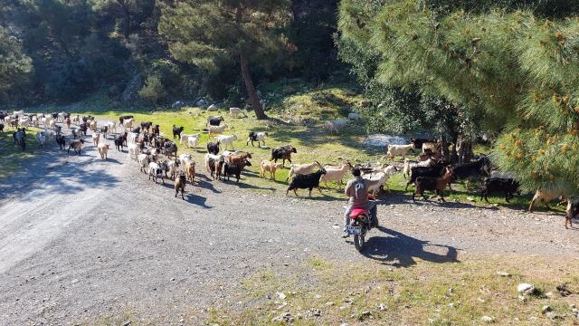 Koyunlarını gütmek için drone kullanan çoban kilometrelerce yol gitmekten kurtuldu