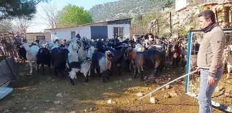 Koyunlarını gütmek için drone kullanan çoban kilometrelerce yol gitmekten kurtuldu