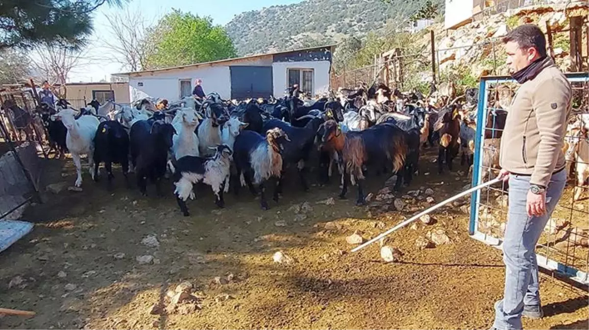 Koyunlarını gütmek için drone kullanan çoban kilometrelerce yol gitmekten kurtuldu