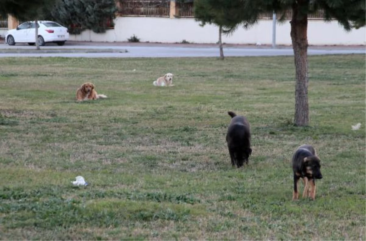 Sokak köpeklerini zehirleyenlerin bulunması için para ödülü koydu