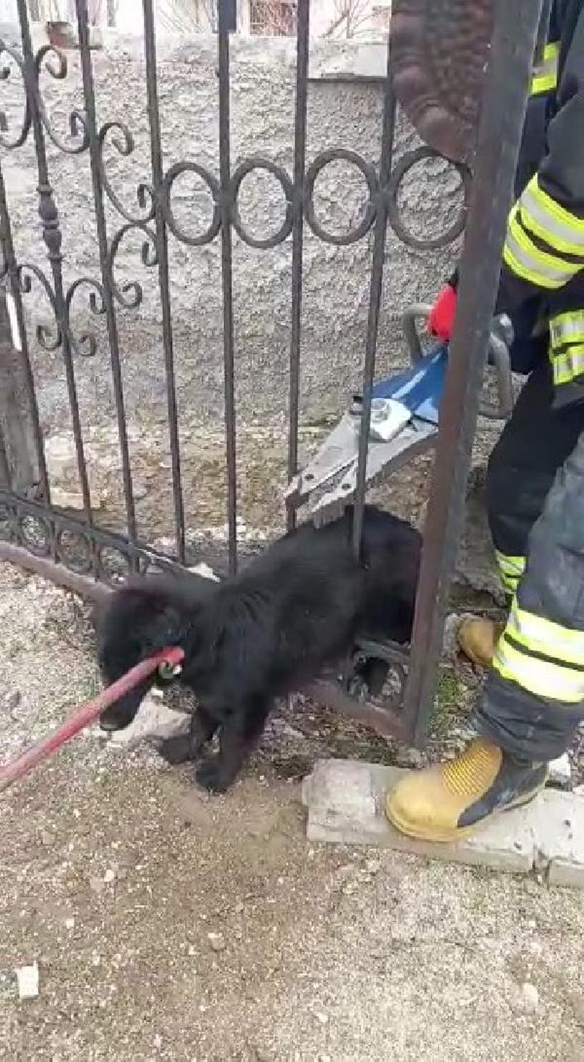 Son dakika haber! Demir parmaklıklara sıkışan köpeği itfaiye kurtardı