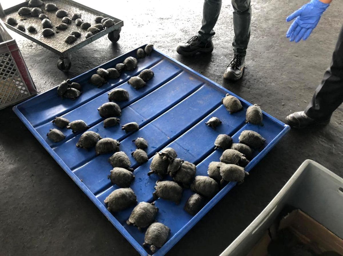 Ekvador\'da valizden plastiğe sarılı 185 bebek kaplumbağa çıktı
