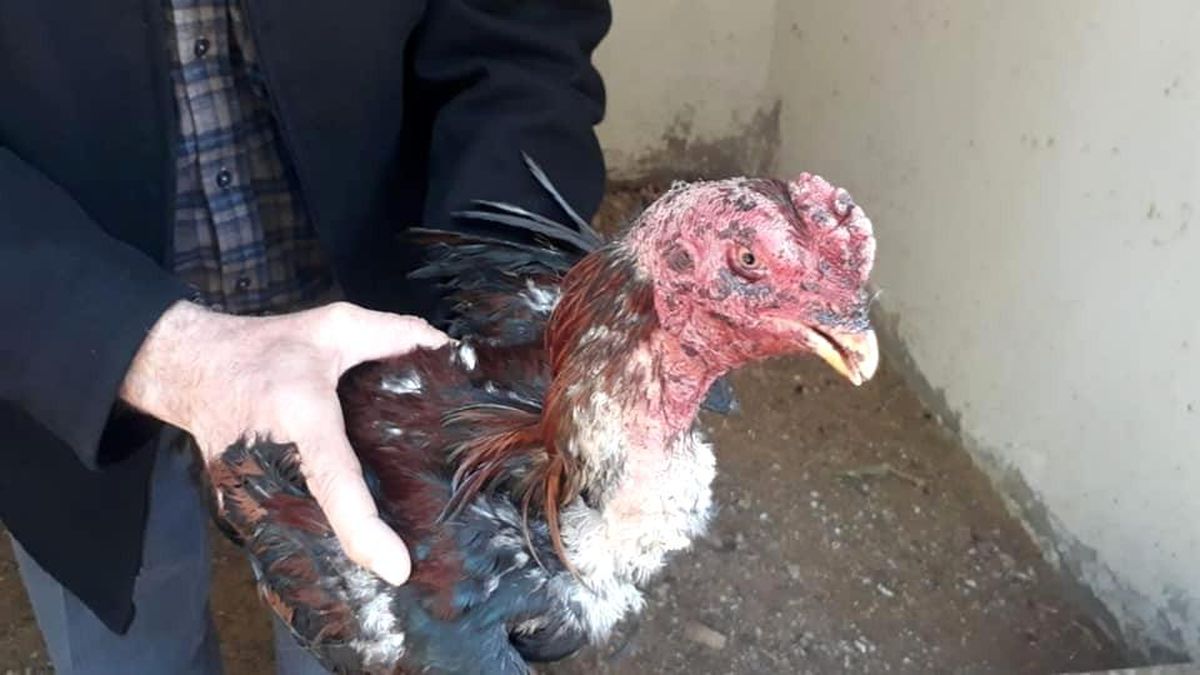 Elazığ\'da metruk binada horoz döğüşü yaptıran şahıslar yakalandı