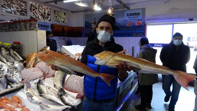 Karadeniz'de Kırlangıç ve Kalkan Balığı bereketi