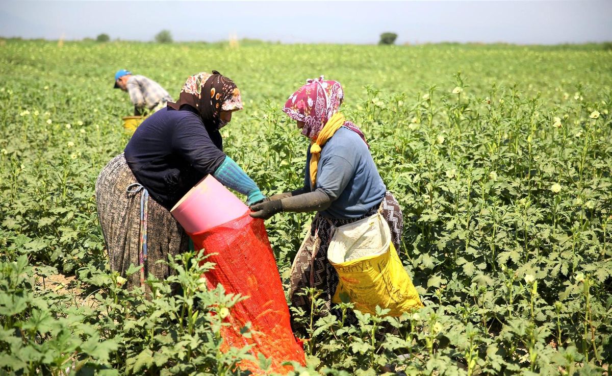 Kütahya\'da yılda 250 ton bamya üretiliyor
