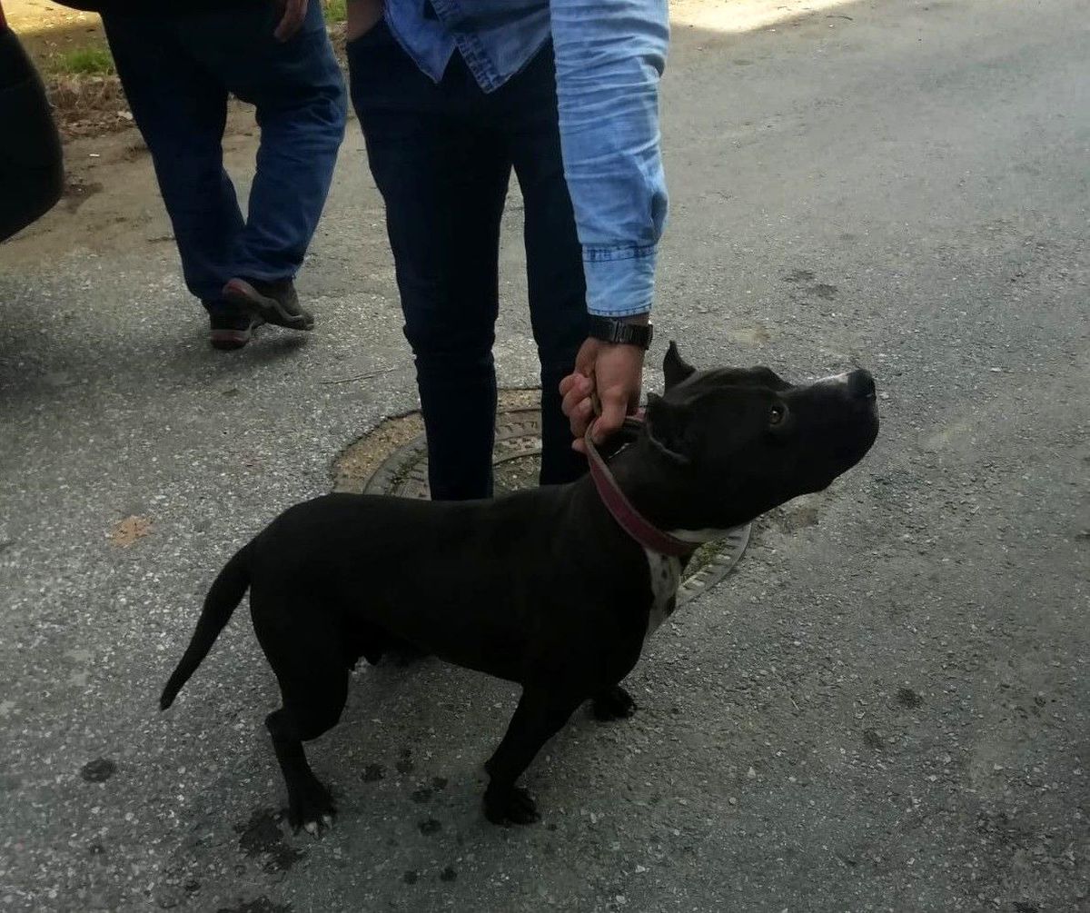 Sokakta pitbull gezdirdi, 10 bin lira ceza yedi