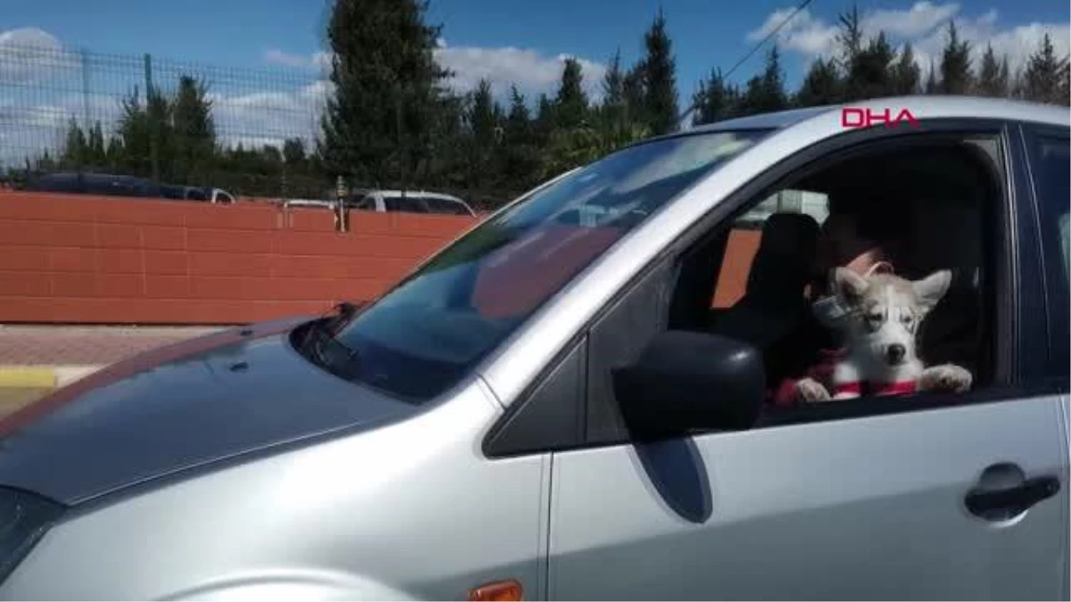 ANTALYA Kucağında köpeğiyle otomobil kullandı