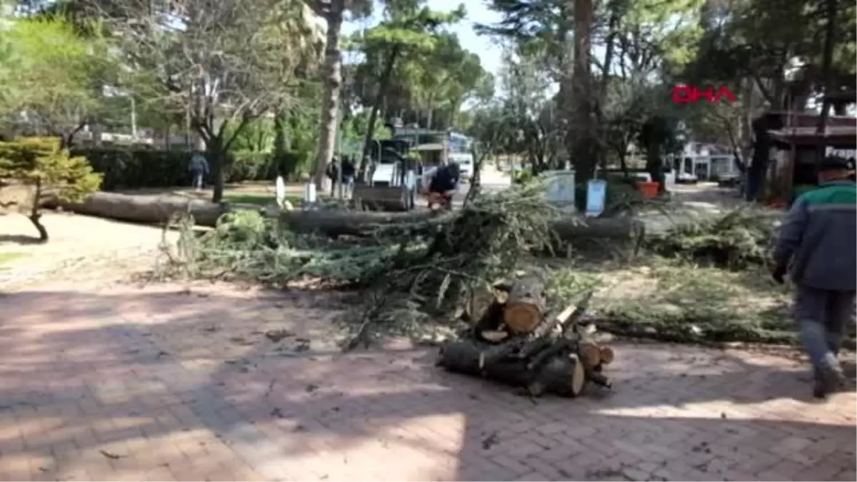 BALIKESİR Fırtına asırlık sedir ağacını devirdi