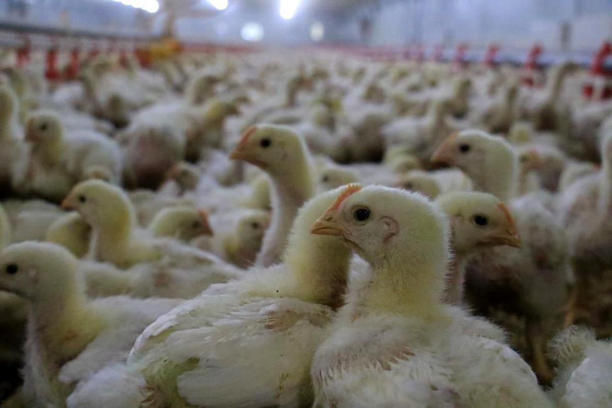 Düzce\'den 895 bin 650 adet kanatlı hayvan sevkiyatı yapıldı