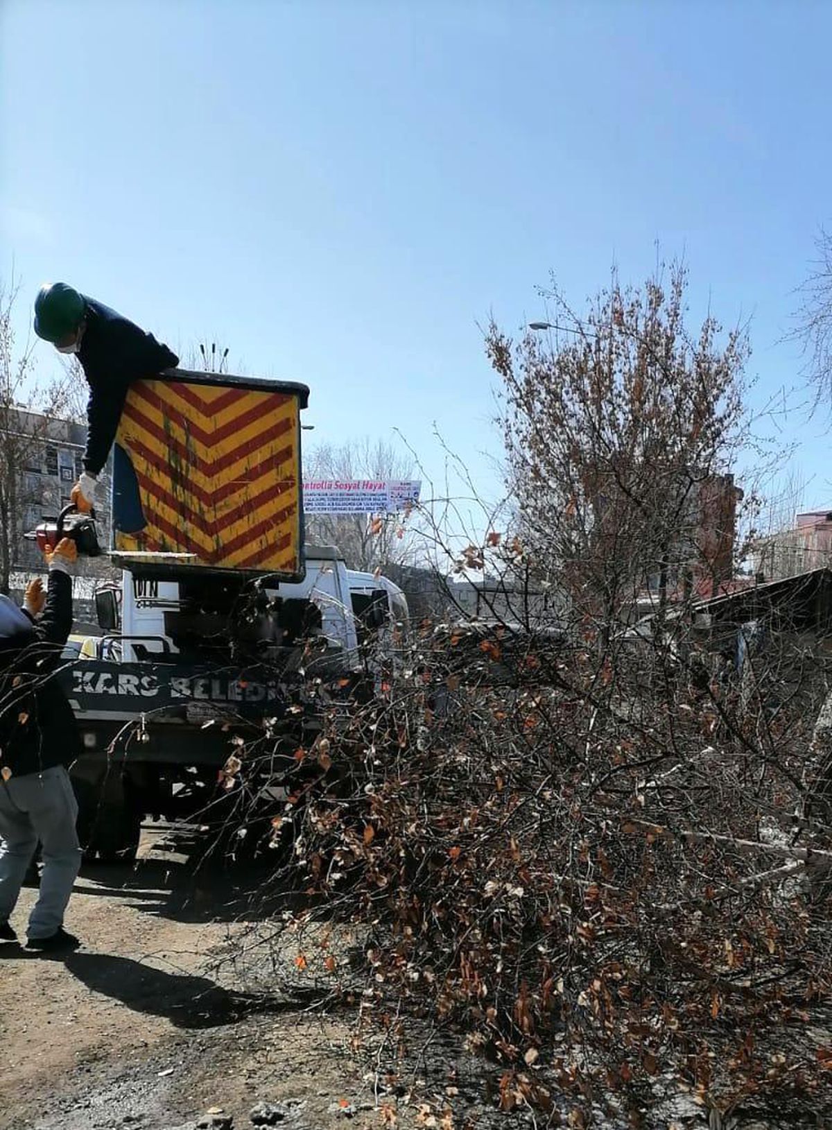 Kars\'ta ağaçlar budanıyor
