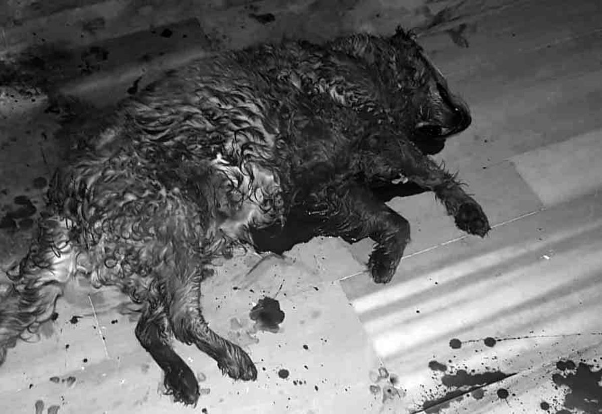 Marmara adasında Pitbull dehşeti