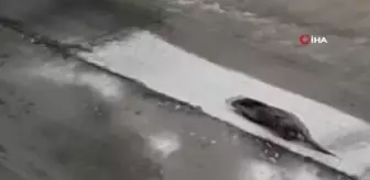 Nesli tükenmekte olan su samurları ilçeyi mesken tuttu